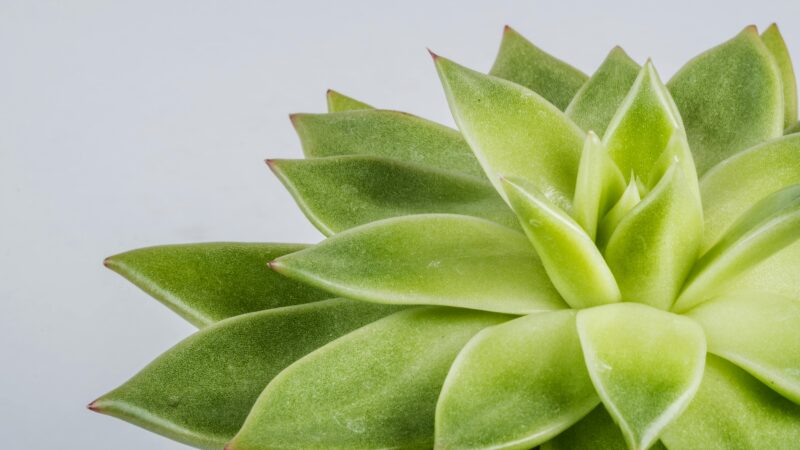 Free stock photo of close up, close up photo, green